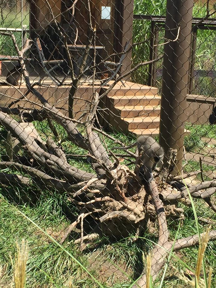 Heart of Africa- Vervet Monkey