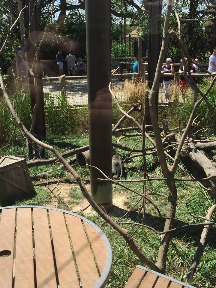 Heart of Africa- Vervet Monkey