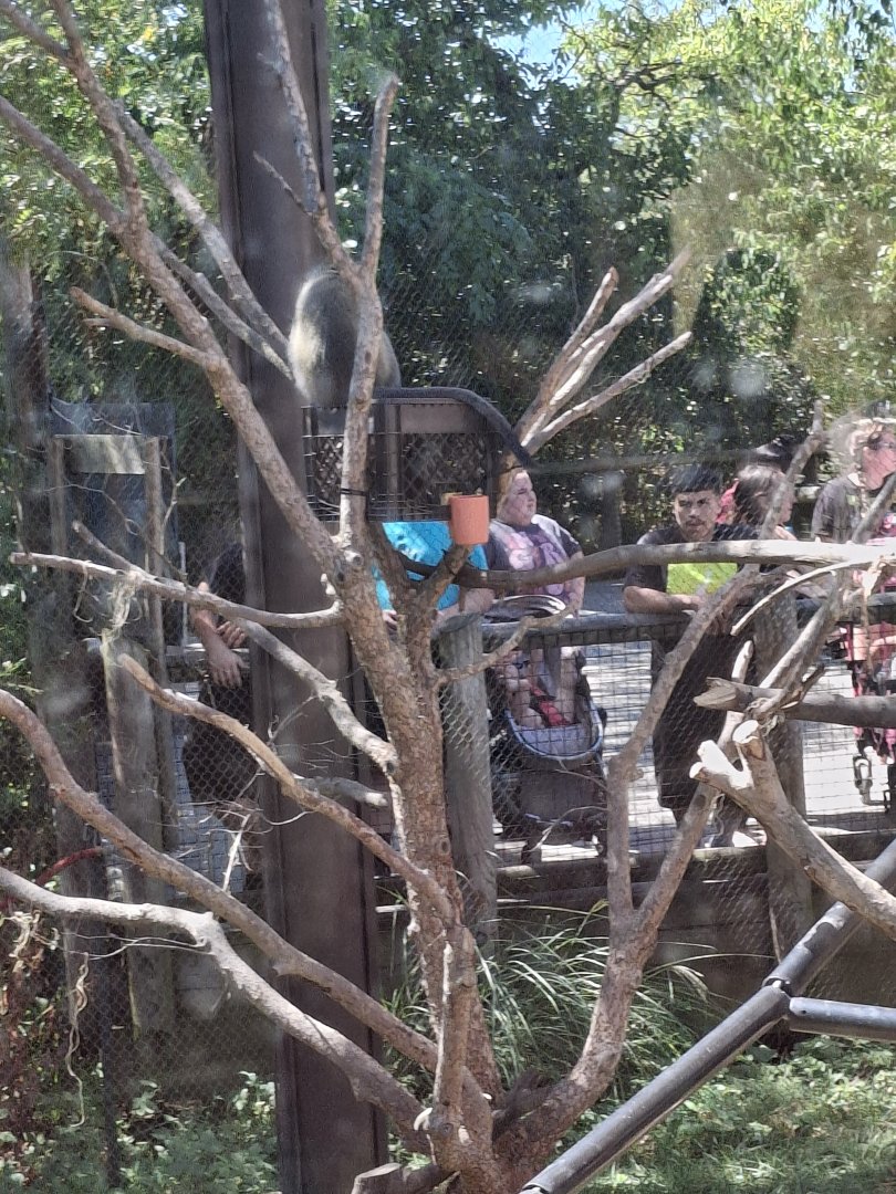 Heart of Africa- Vervet Monkey