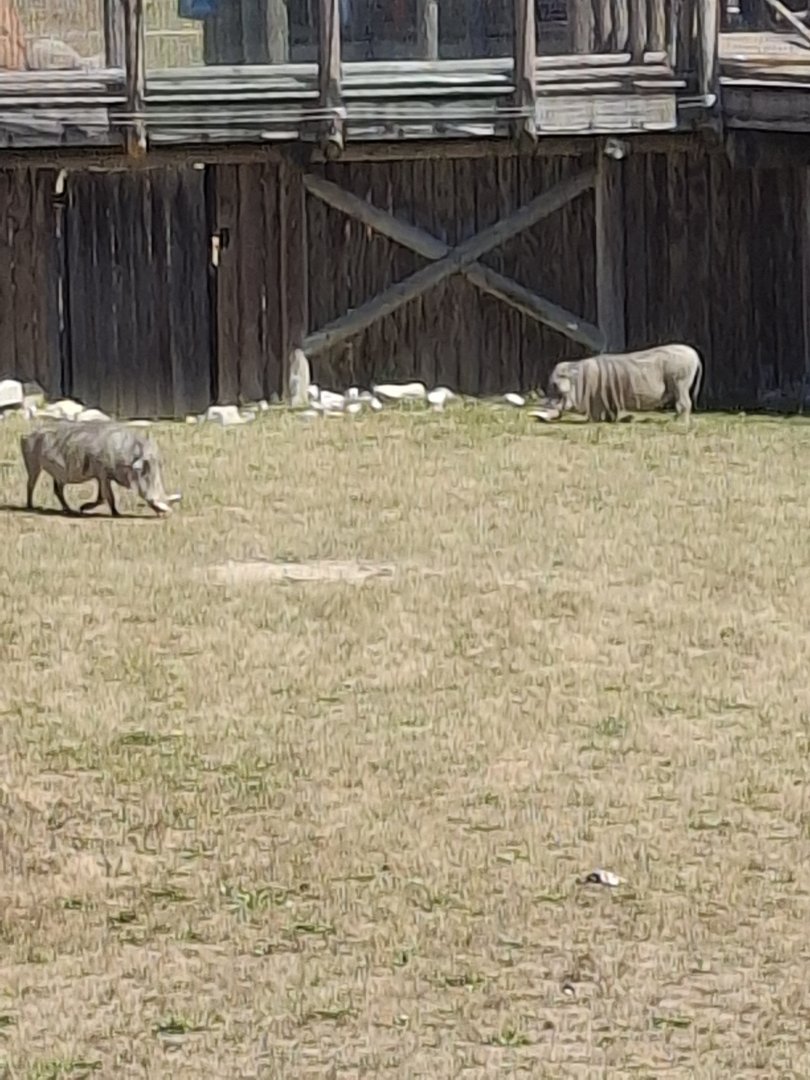 Heart of Africa- Warthog
