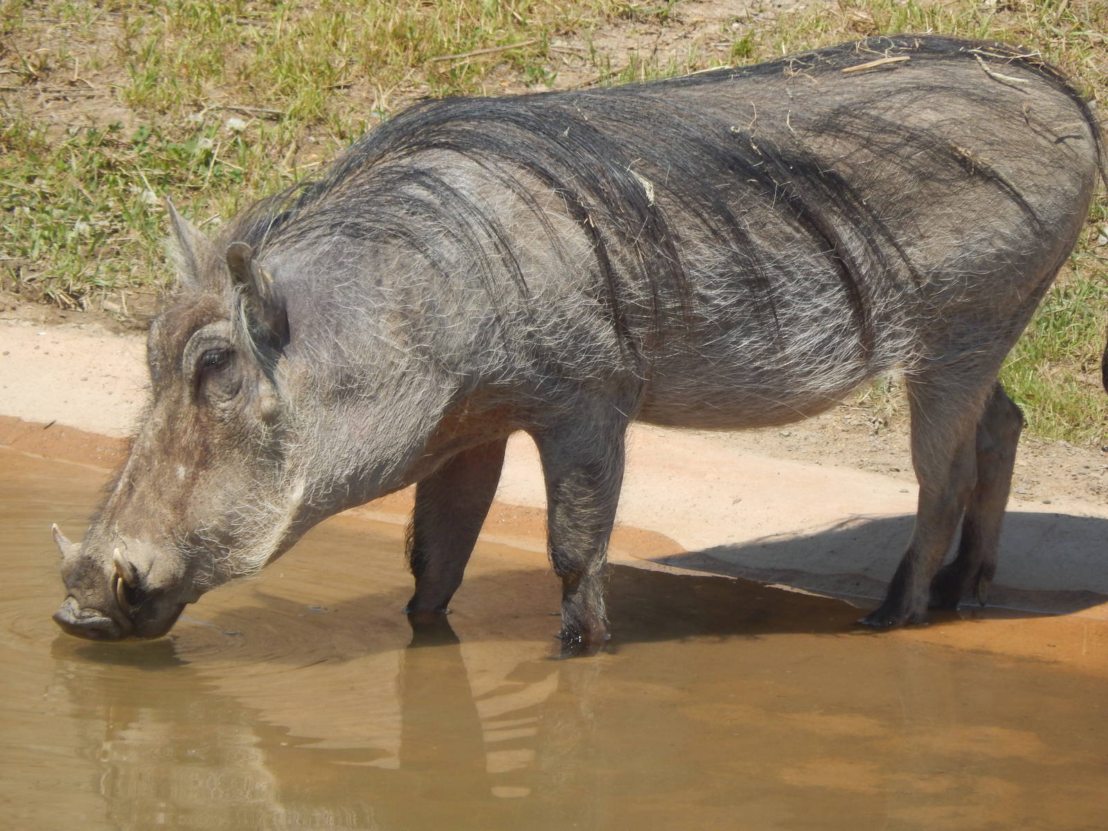 Heart of Africa - Watering Hole - Warthog