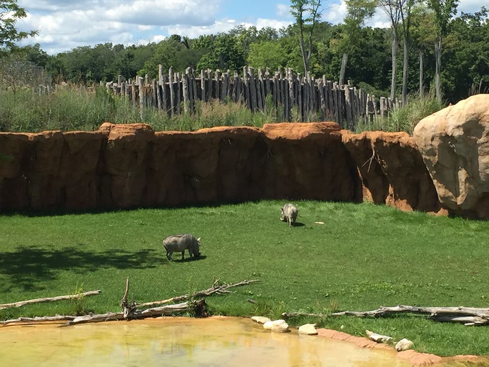 Heart of Africa- Watering Hole