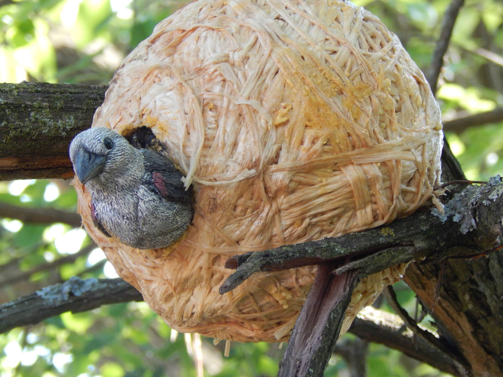 Heart of Africa - Weaverbird Nest