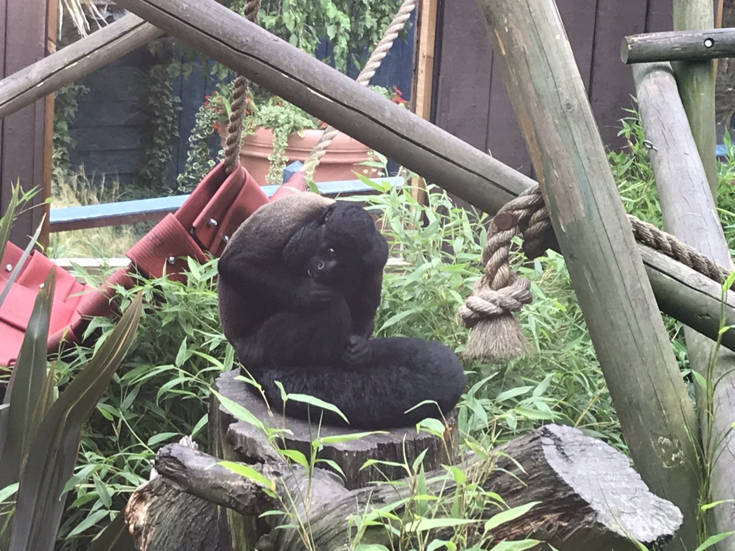 Heart of the Amazon - Black saki 050819