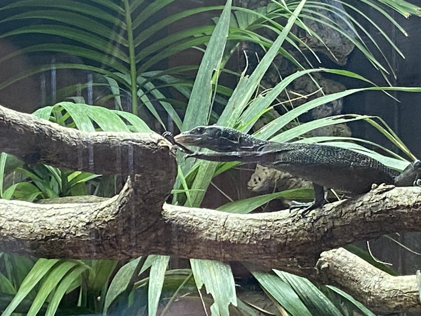 Heart of the Amazon - Black tree monitor 110925
