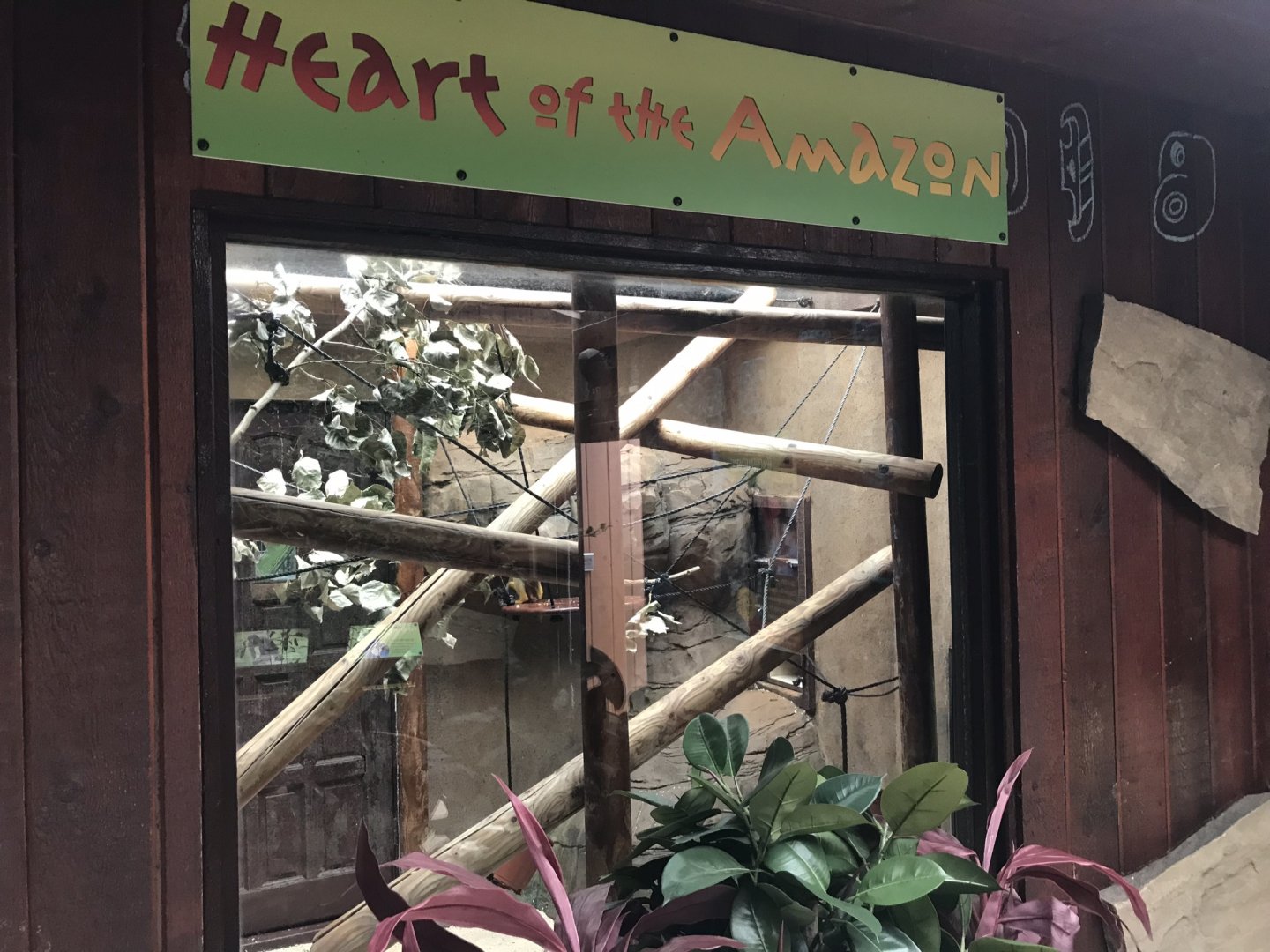 Heart of the Amazon - Common squirrel monkey exhibit 050819