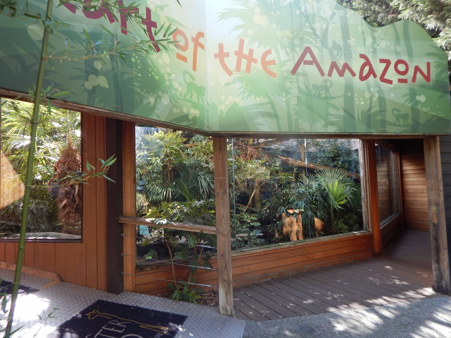 Heart of the Amazon - Common squirrel monkey exhibit 110925