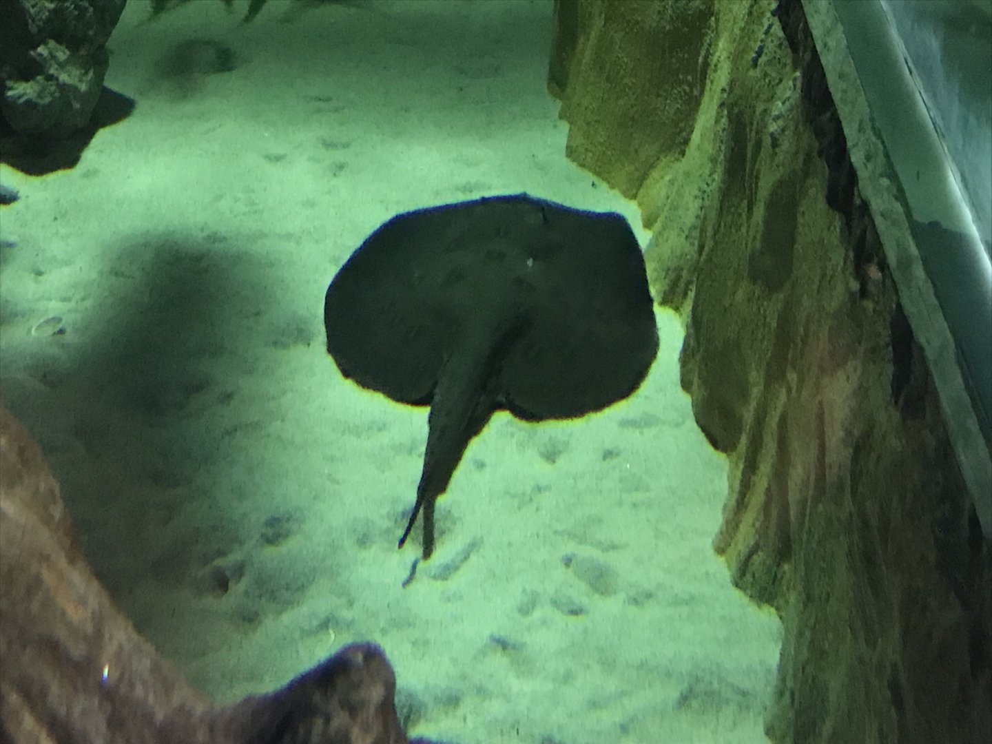 Heart of the Amazon - Ocellate River stingray 050819