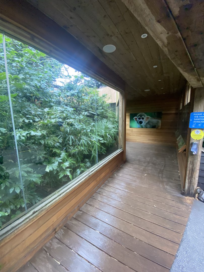 Heart of the Amazon - Squirrel monkey exhibit 140921