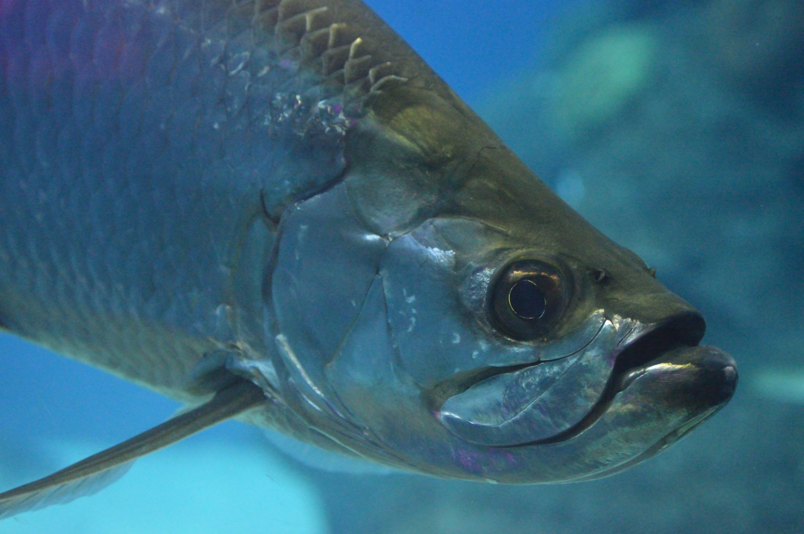 Heart of the Sea - Atlantic Tarpon