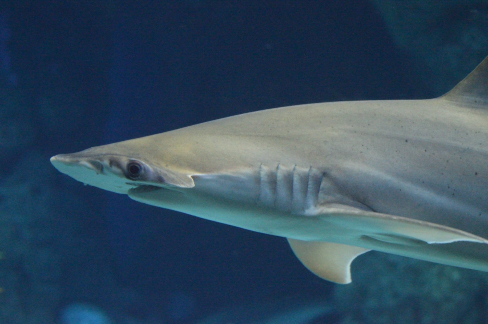 Heart of the Sea - Bonnethead Shark