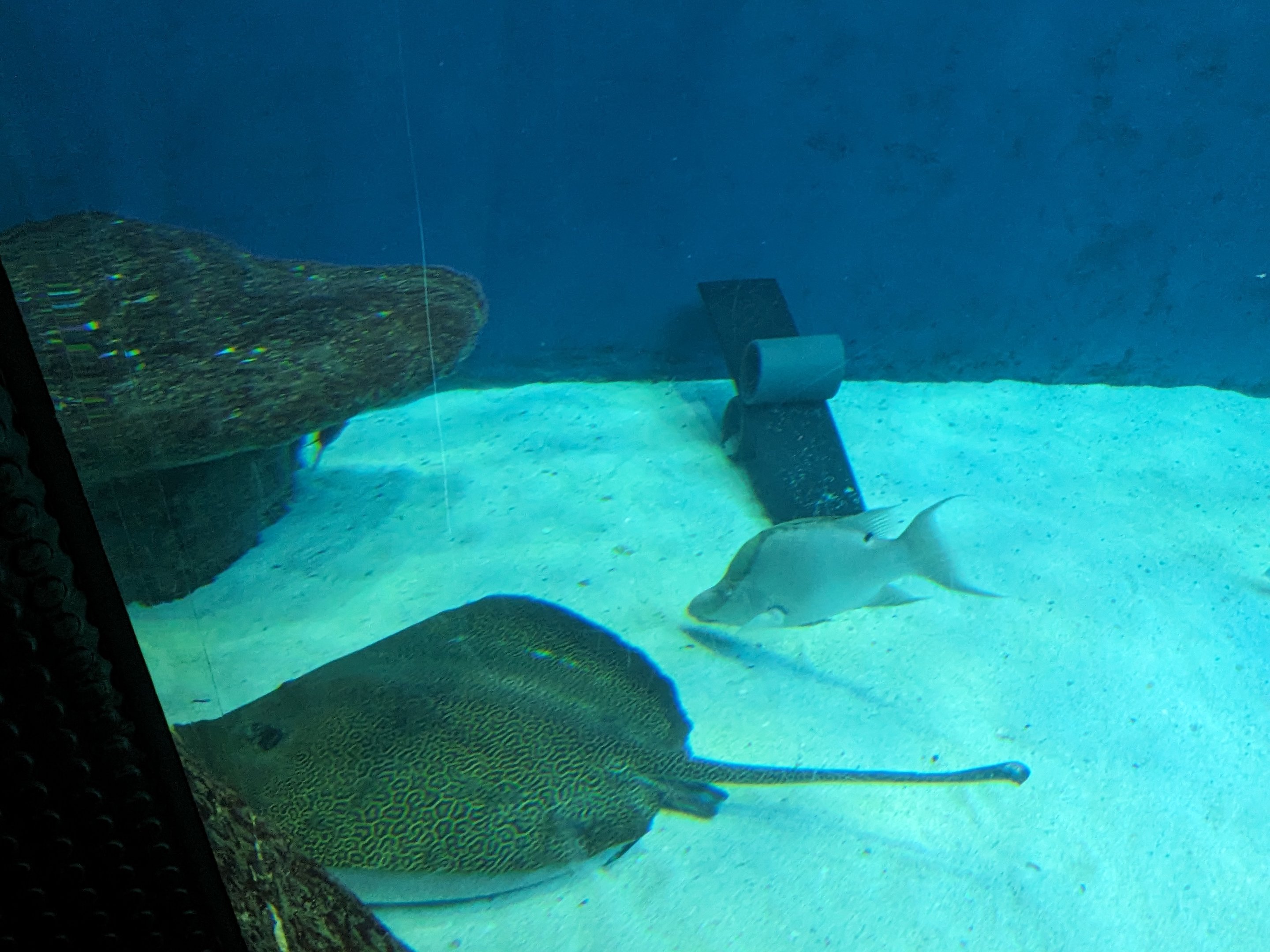 Heart of the Sea - Honeycomb ray