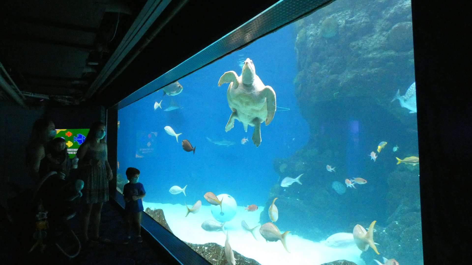 Heart of the Sea Tank, Waves of Wonder - Aug. 2021