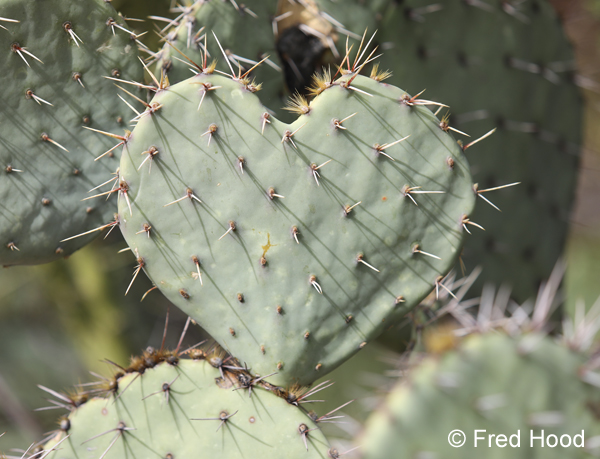 heart-shaped prickly pear cactus