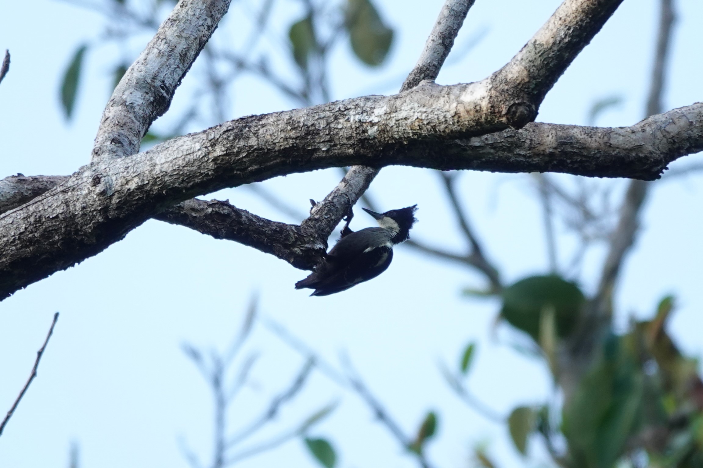 Heart-spotted Woodpecker