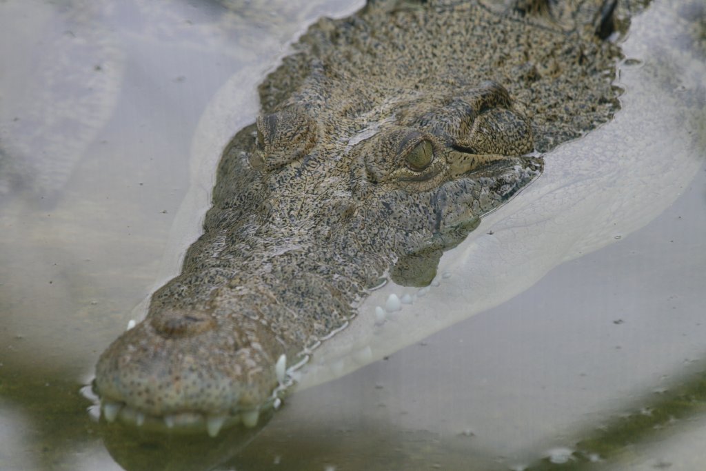 Heartburn the Saltie