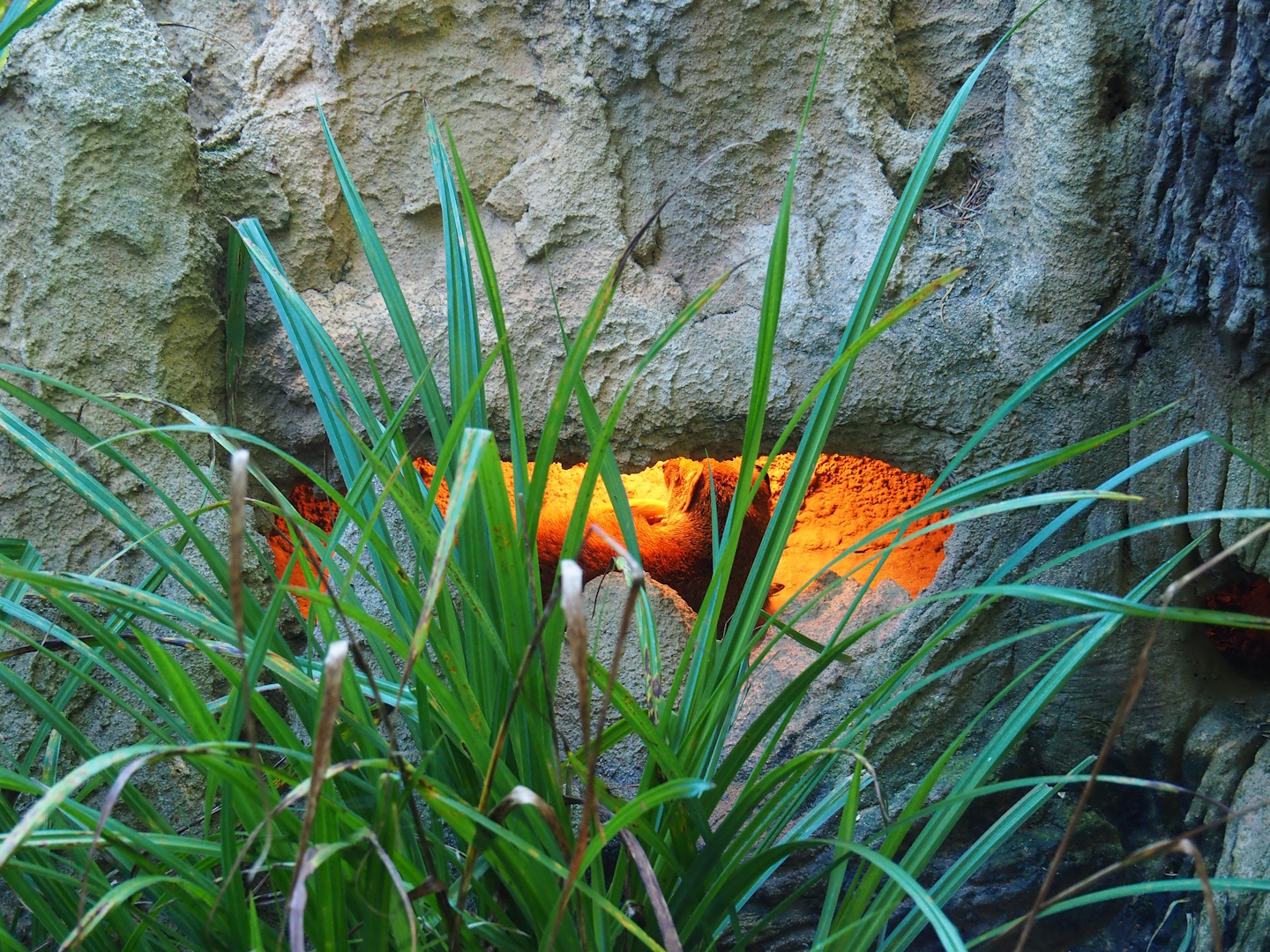 Heated den in the yellow mongoose exhibit, 2023-09-24