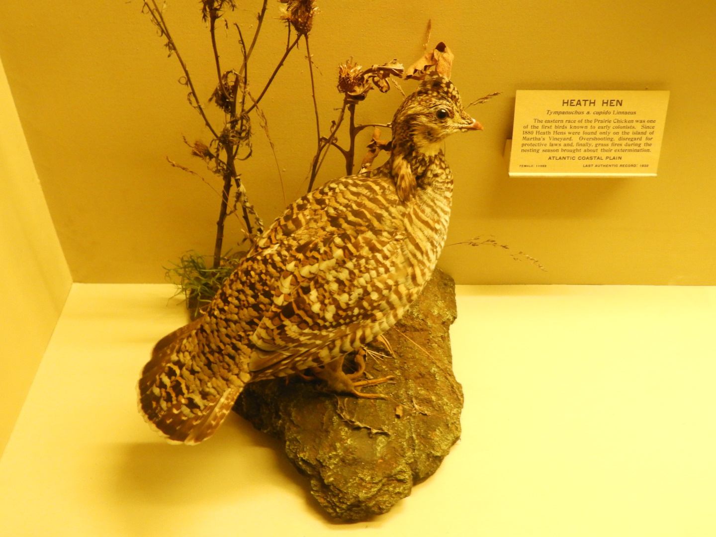 Heath Hen (Tympanuchus cupido cupido) taxidermy specimen