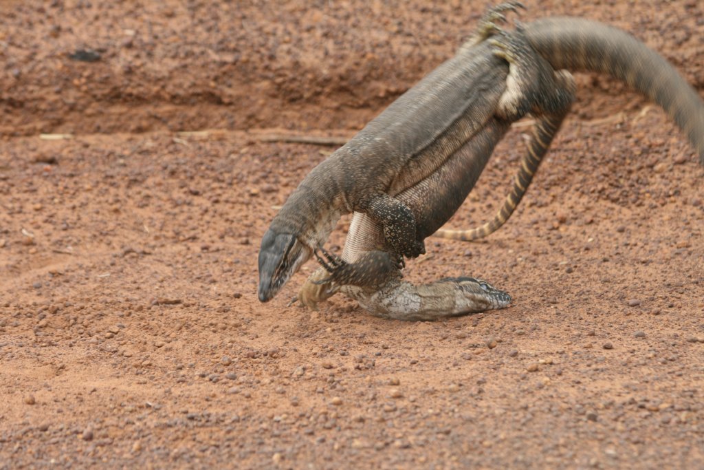 Heath Monitor males fighting
