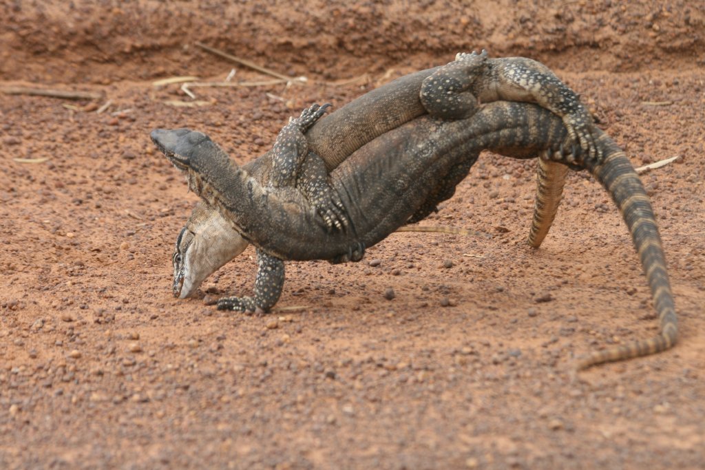 Heath Monitor males fighting