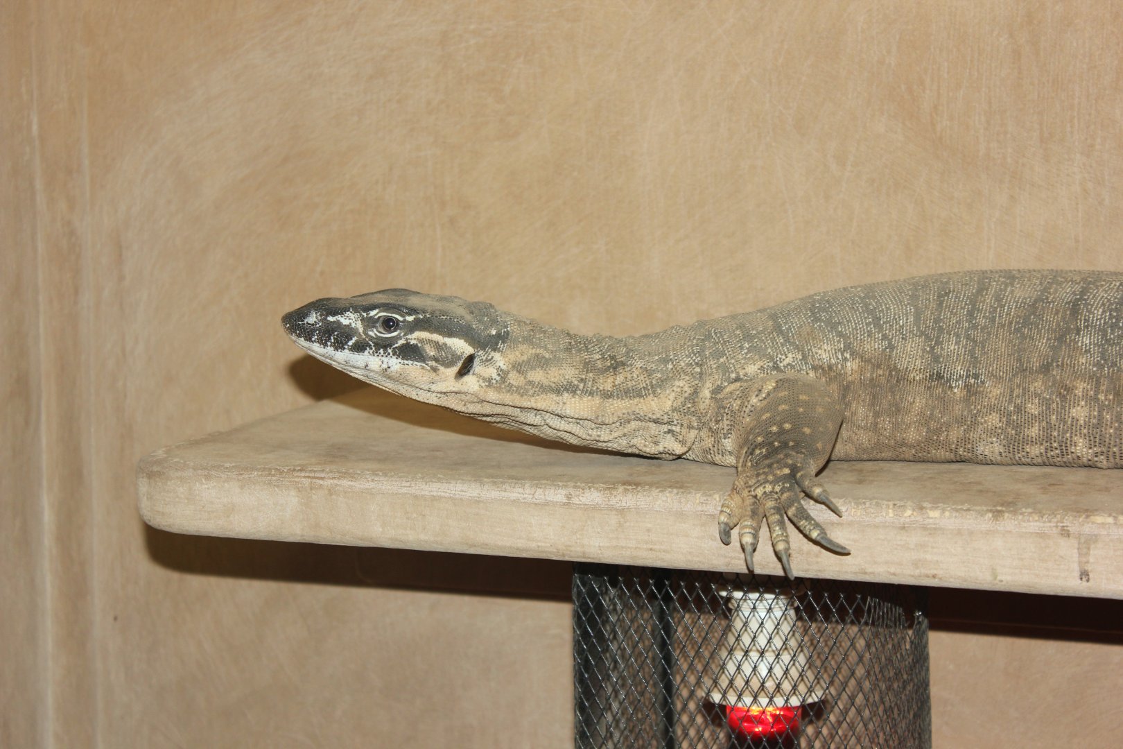 Heath Monitor (Varanus rosenbergi)
