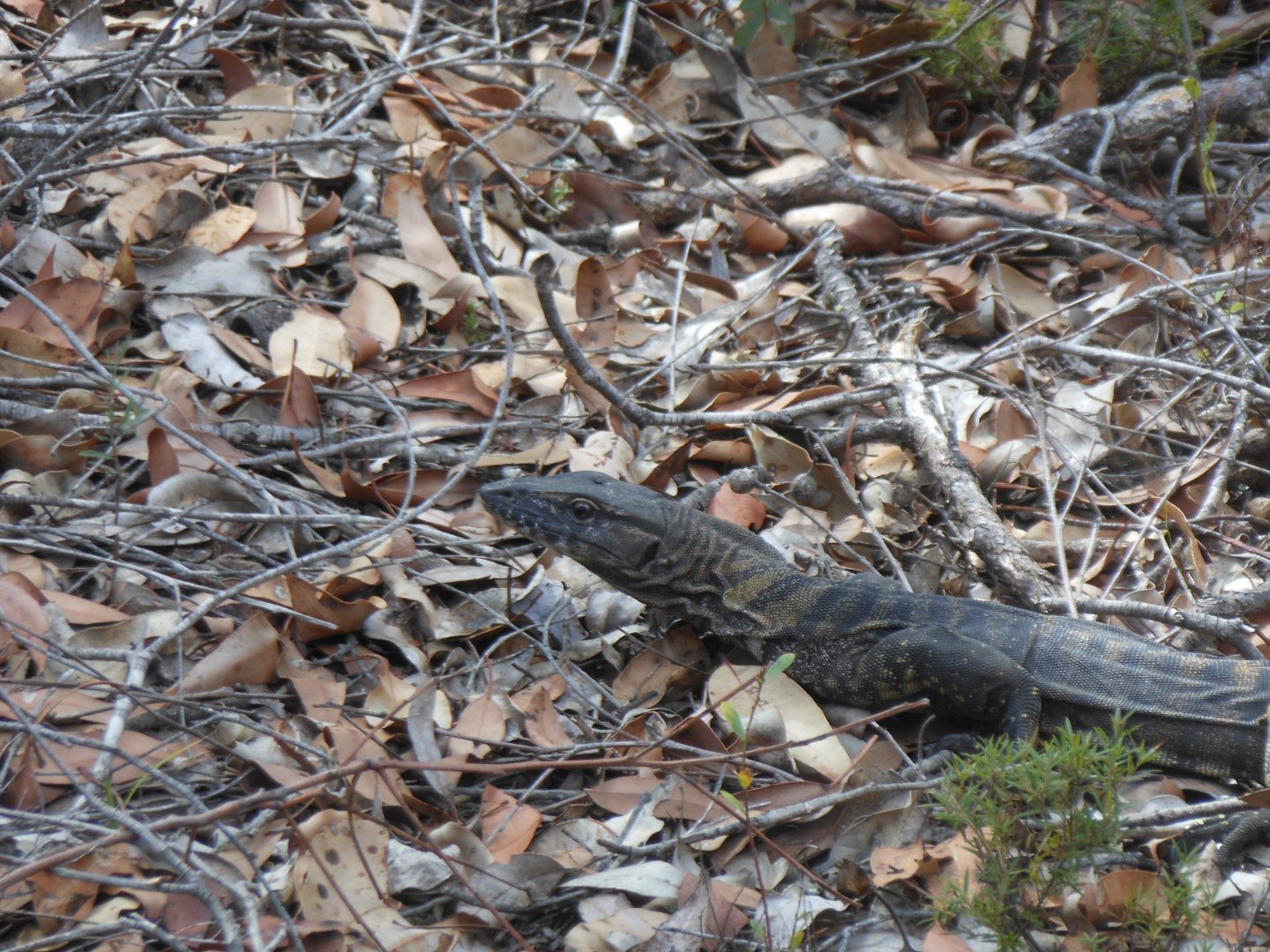 Heath Monitor (Varanus rosenbergi)