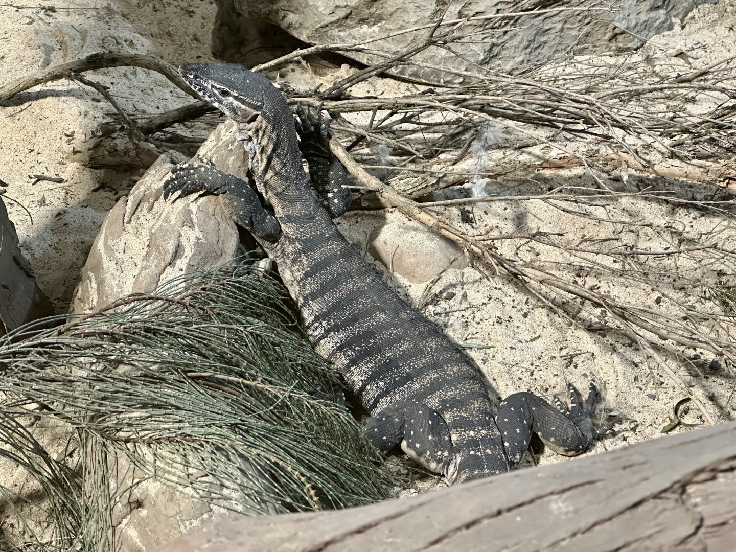 Heath monitor (Varanus rosenbergi)
