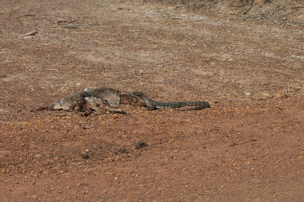 Heath Monitor with roadkill wallaby