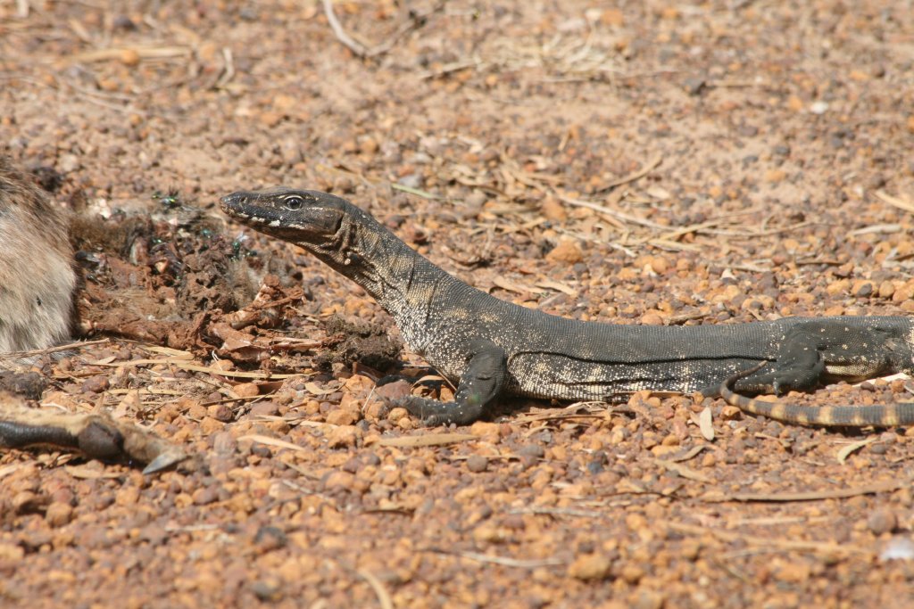 Heath Monitor with roadkill wallaby
