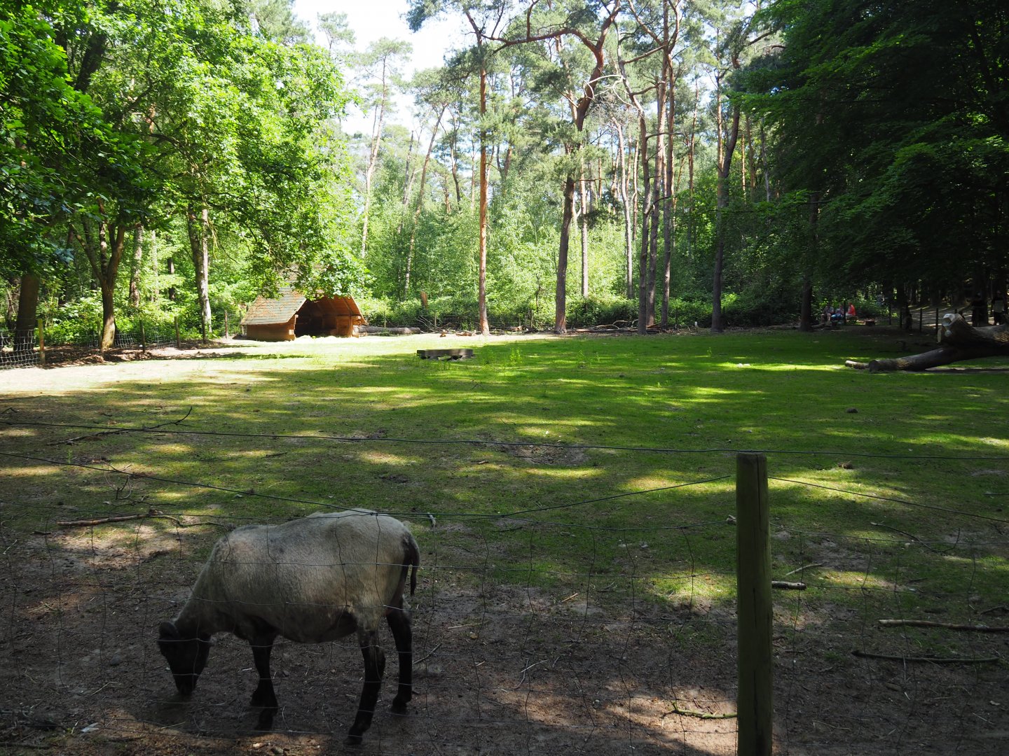 Heath Sheep Exhibit