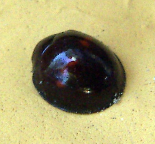 Heather Ladybird (Chilocorus bipustulatus)