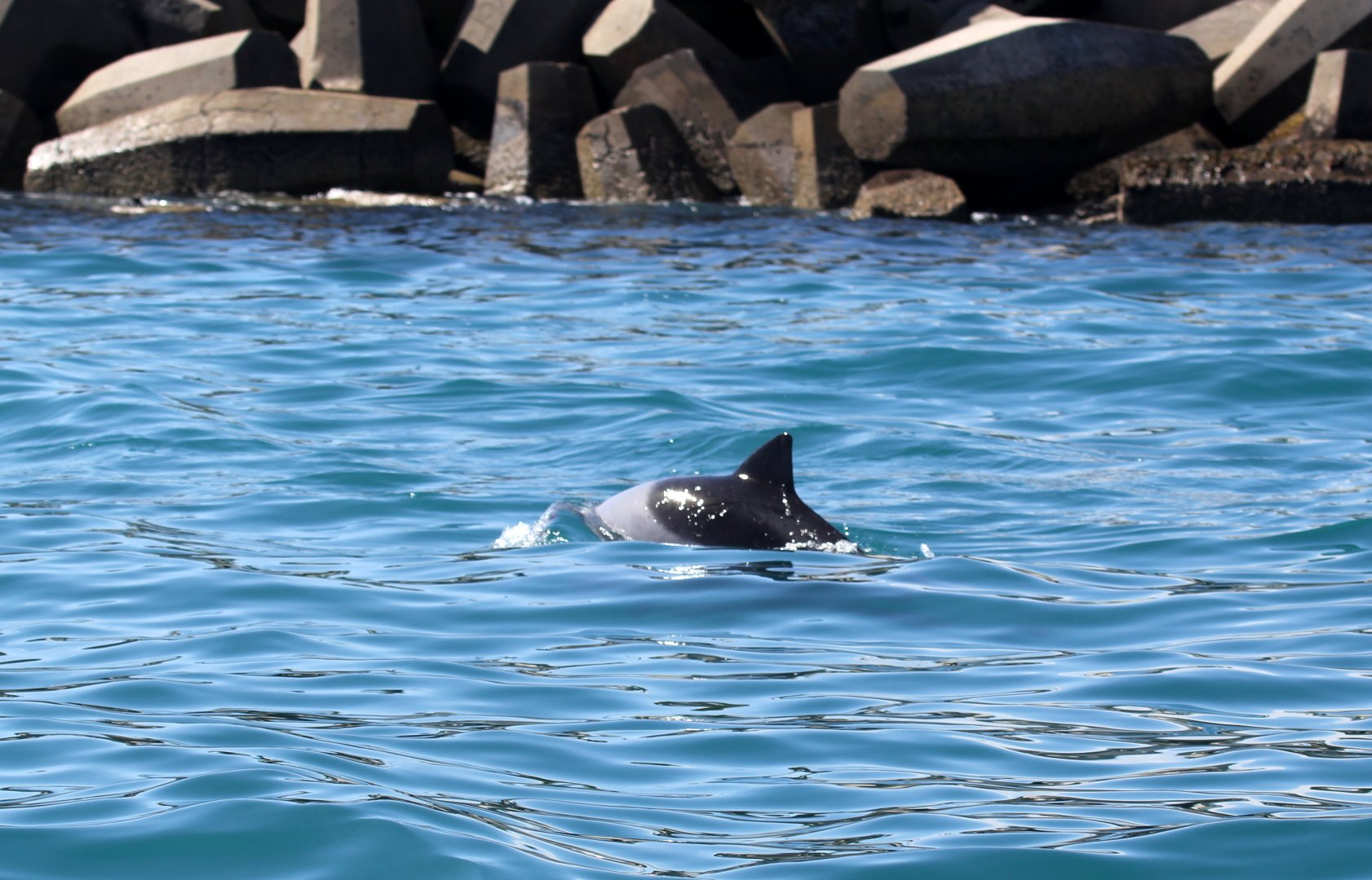 Heaviside's dolphin (Cephalorhynchus heavisidii)