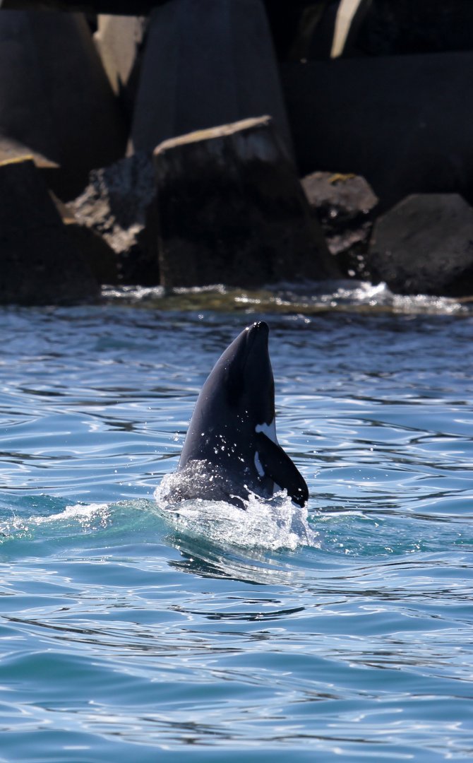 Heaviside's dolphin (Cephalorhynchus heavisidii)