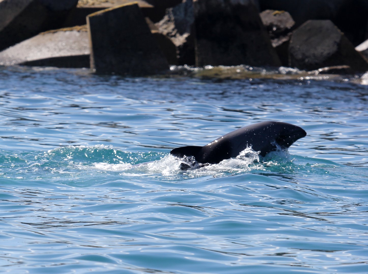 Heaviside's dolphin (Cephalorhynchus heavisidii)
