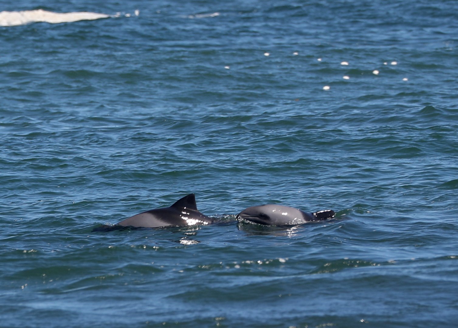 Heaviside's dolphin (Cephalorhynchus heavisidii)