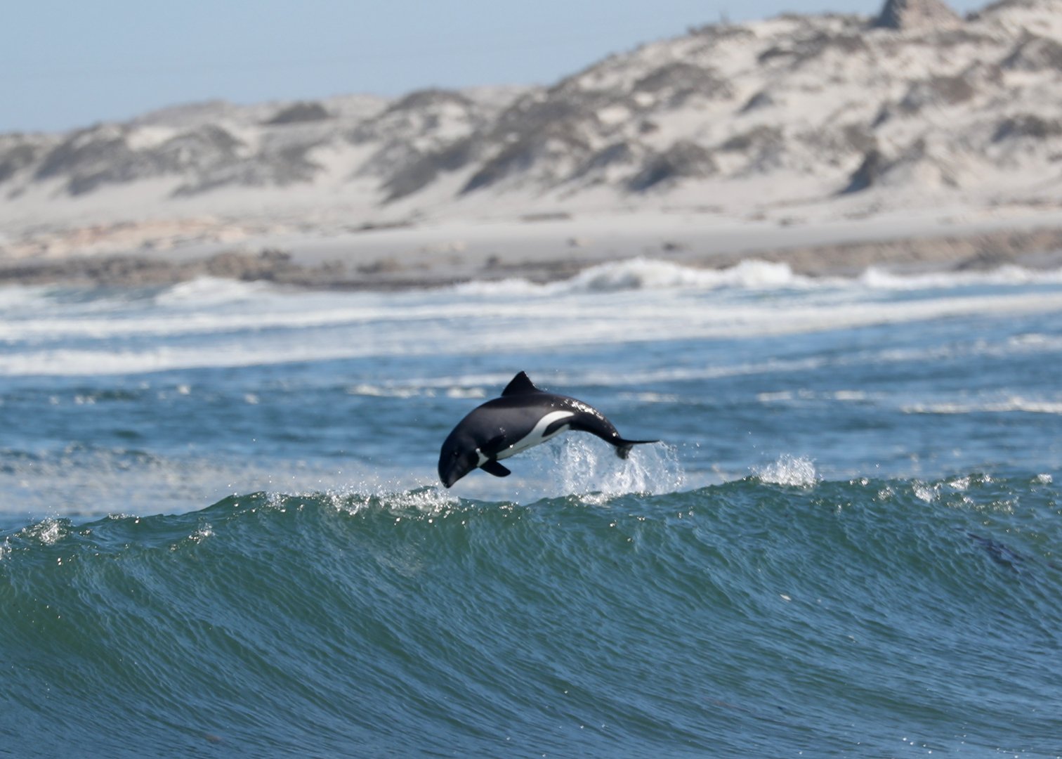 Heaviside's dolphin (Cephalorhynchus heavisidii)