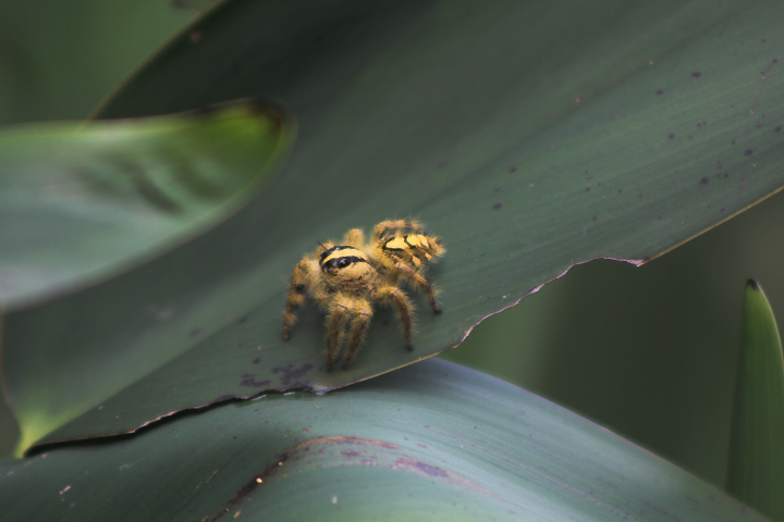 Heavy jumping spider (Hyllus diardi diardi)