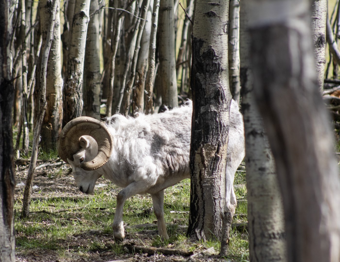 Heavy Lies the Head....