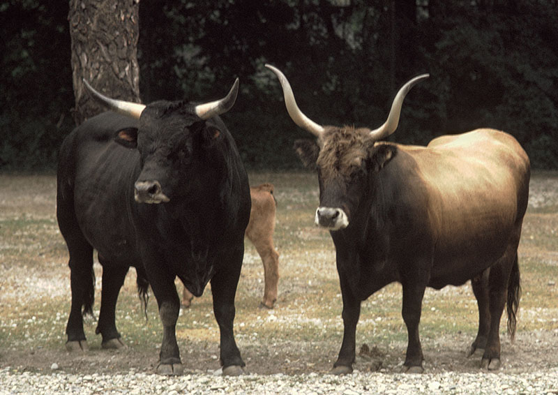 Heck cattle 1973