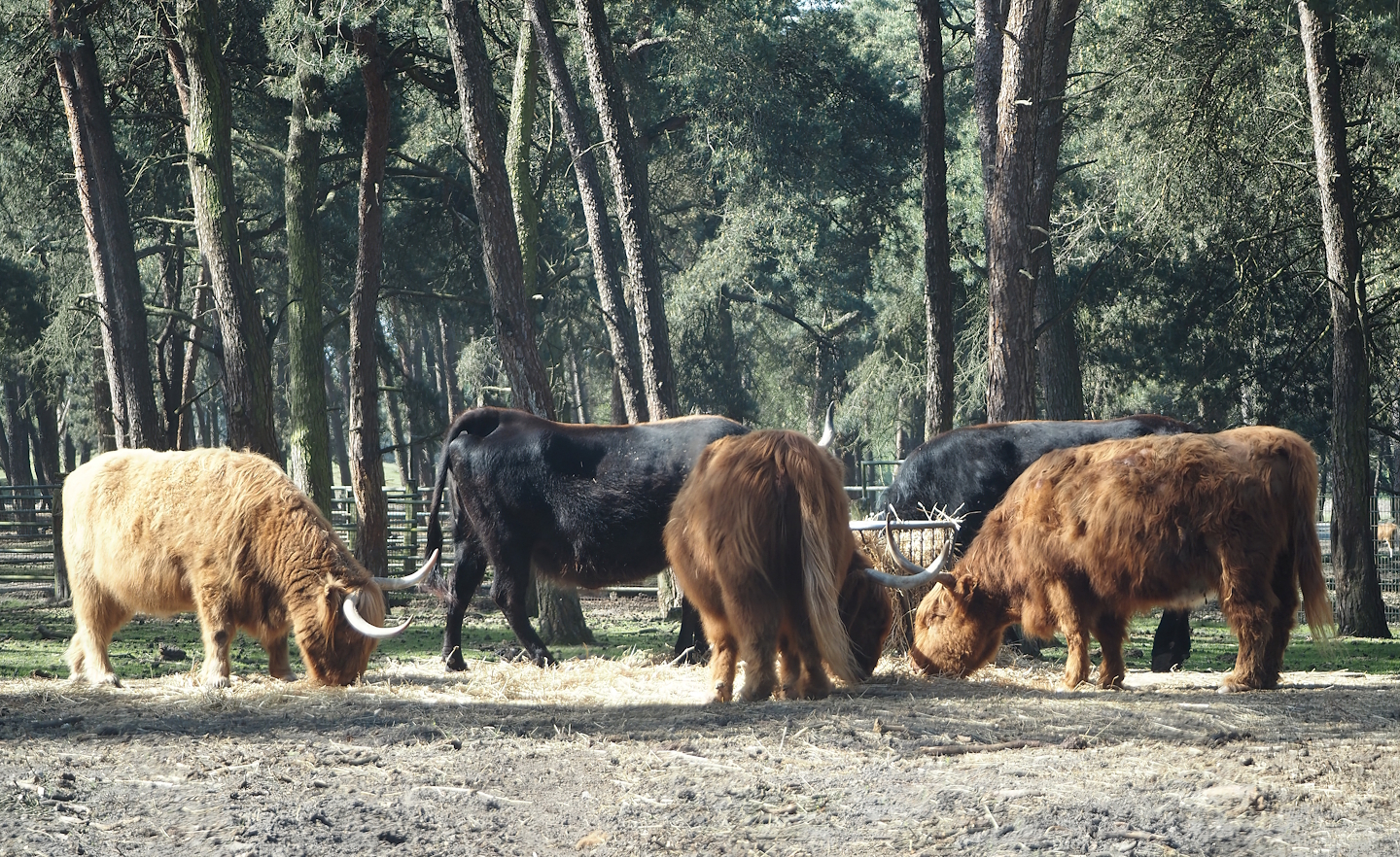 Heck cattle and Scottish Highland cattle (Bos taurus taurus), 2025-04-30