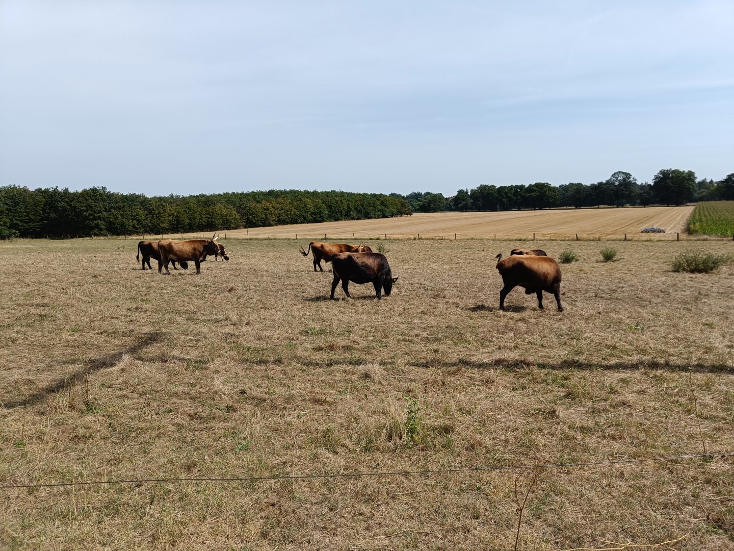 Heck Cattle (as part of restoration project co-operated by Tierpark Riesa)