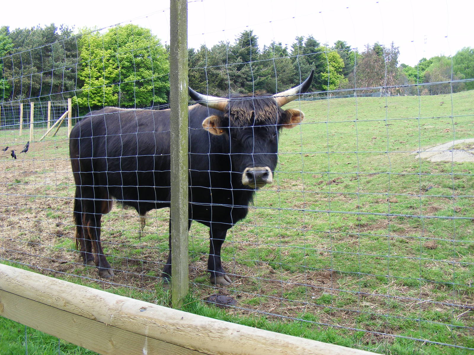 Heck cattle at Edinburgh Zoo, 21 May 2010