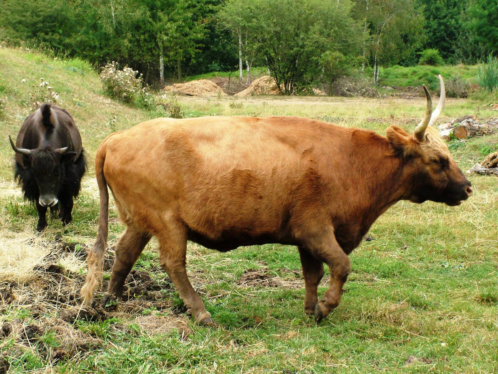 Heck Cattle/'Aurochs' at Chomutov, 30/08/12