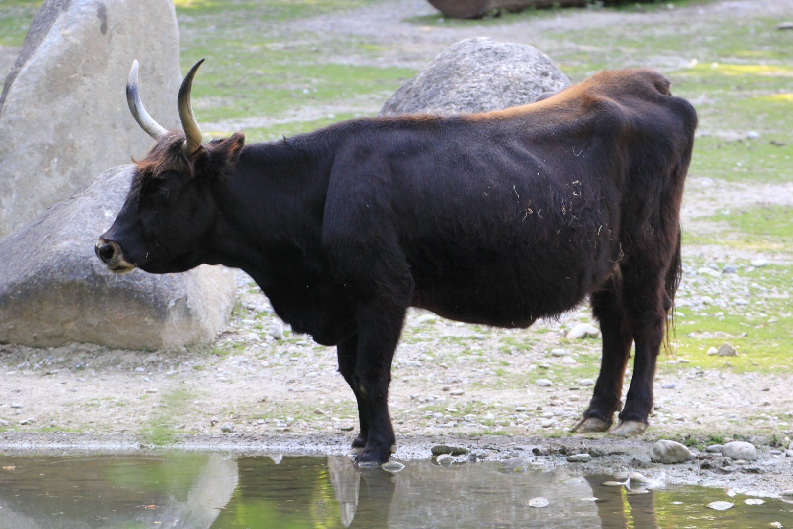 Heck Cattle (Bos primigenius f. taurus), July 2017