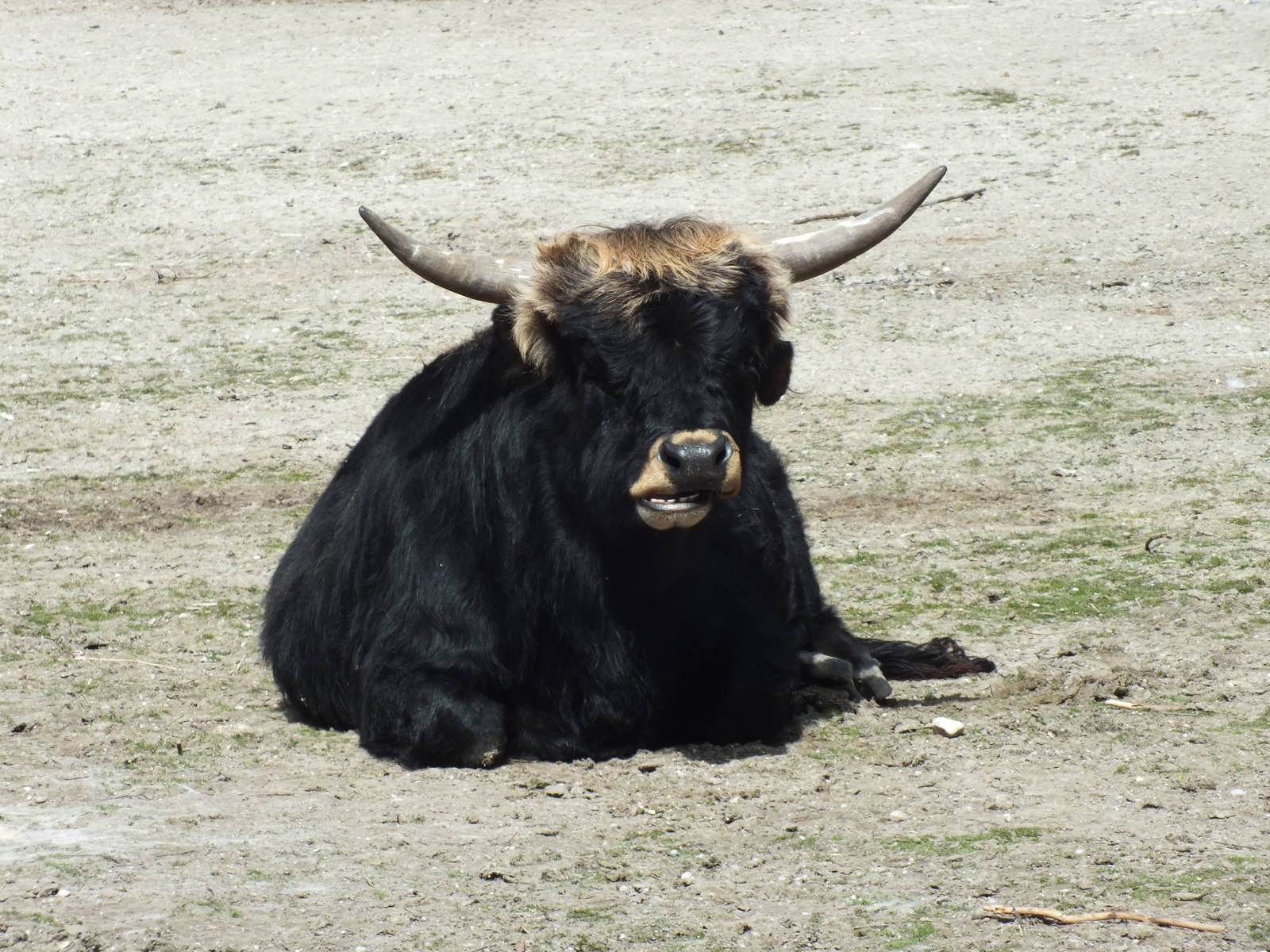 Heck Cattle (Bos primigenius taurus) at Tierpark Hellabrunn - April 9th 201