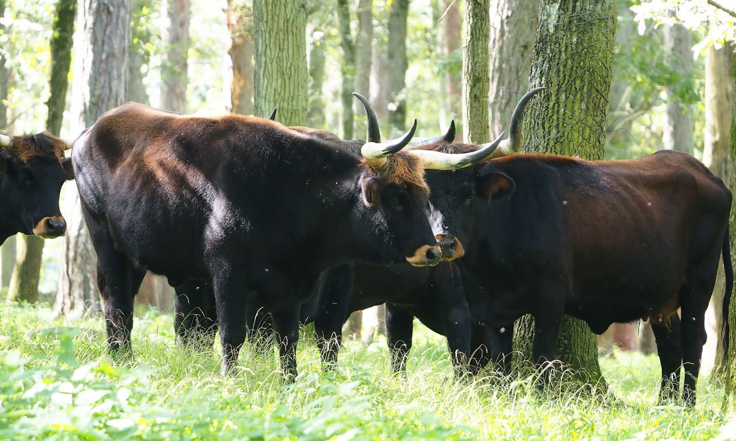 Heck cattle (Bos taurus), 2023-09-26