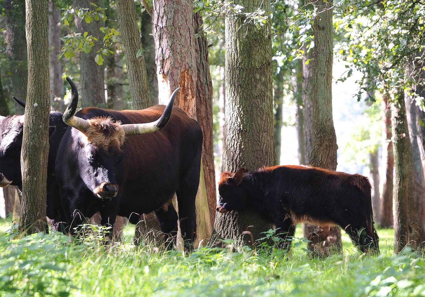 Heck cattle (Bos taurus), 2023-09-26