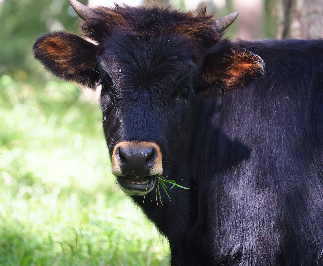 Heck cattle (Bos taurus), 2023-09-26