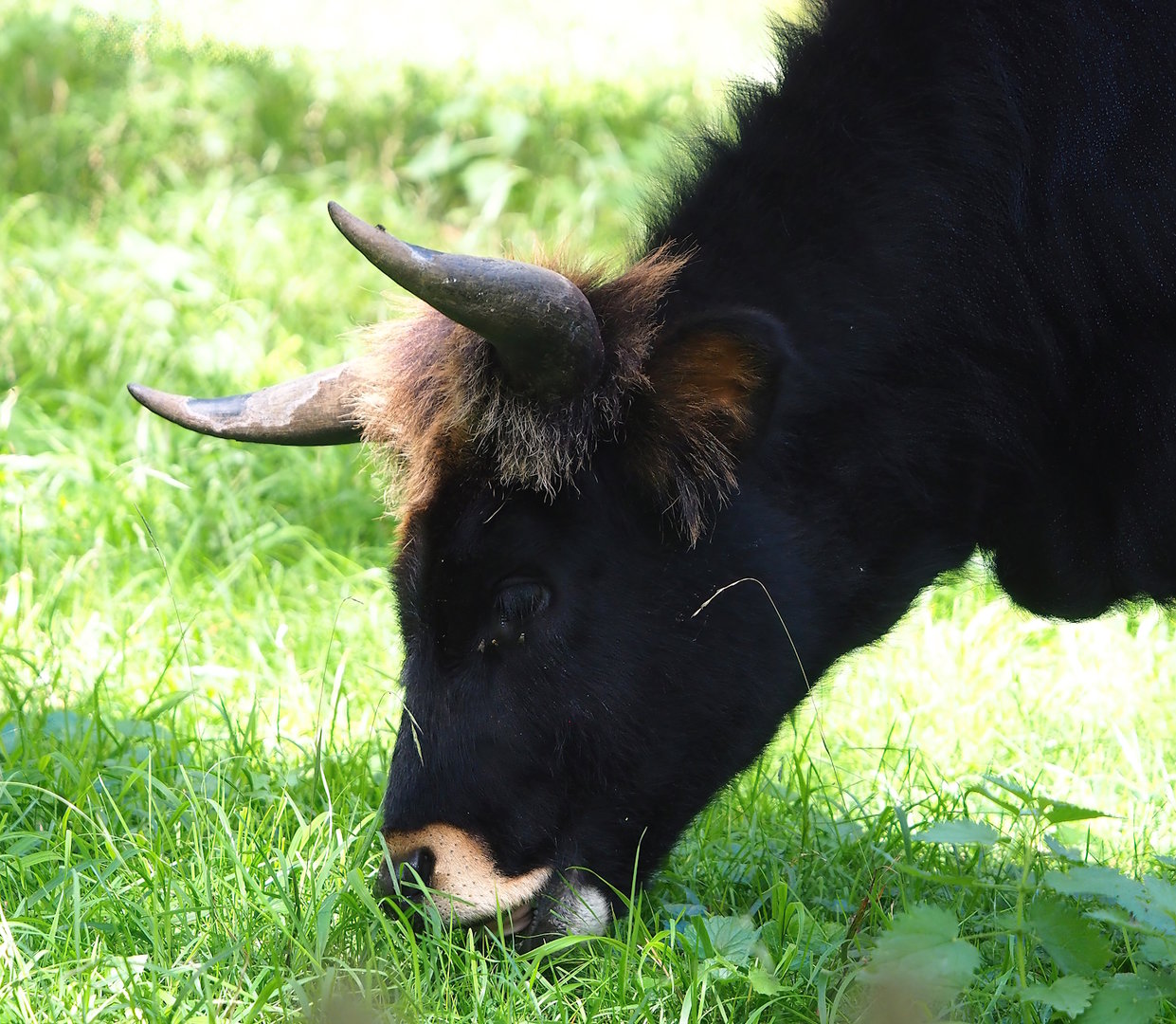 Heck cattle (Bos taurus), 2023-09-26