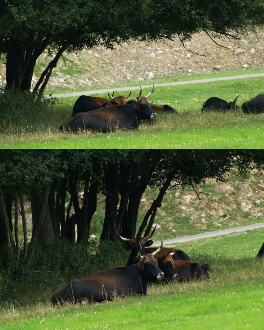 Heck cattle (Bos taurus taurus), 2008-08-02